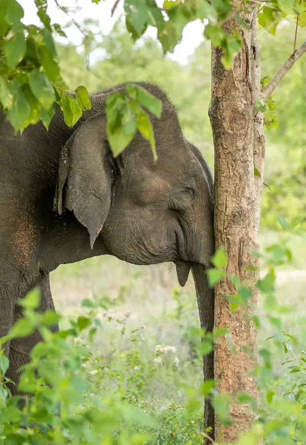 Safari élephant à Minneriya