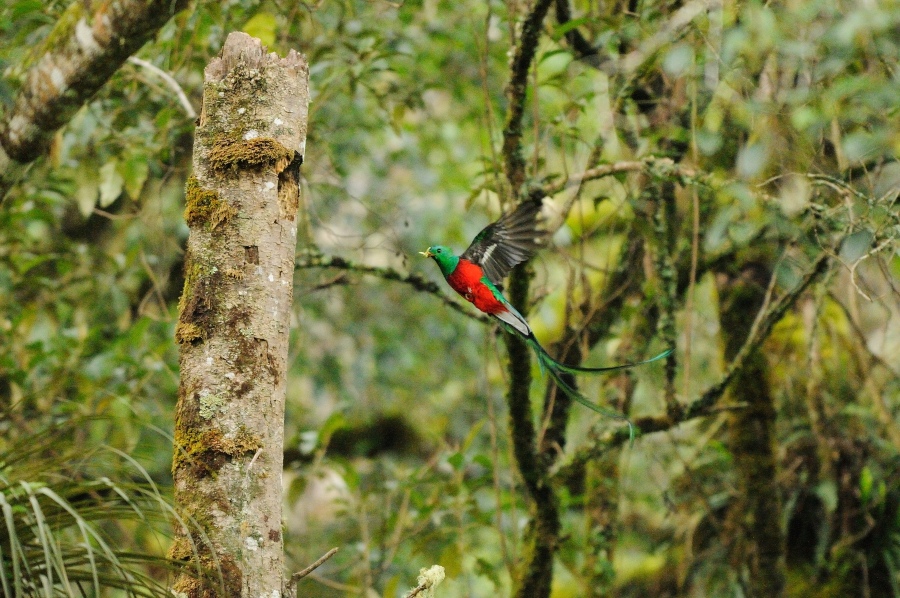 Circuit ornithologique au Costa Rica